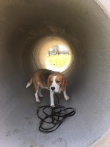 Der erste Hunde-Besucher im Hundetunnel