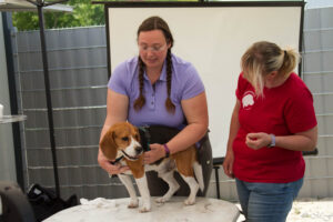 Erste-Hilfe-Kurs für Hunde VHKK Hundefreilauf